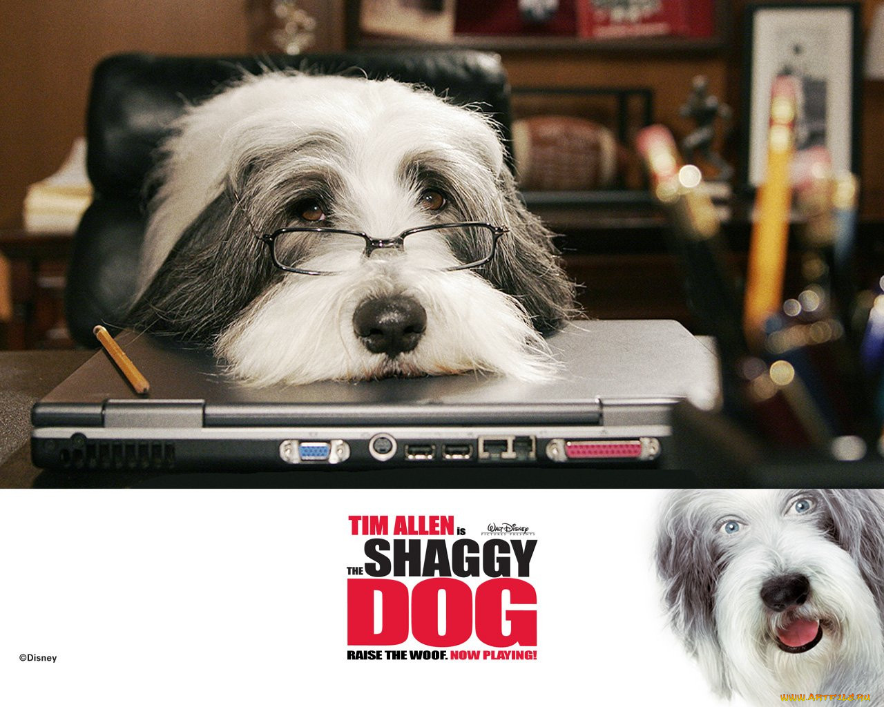 , , the, shaggy, dog
